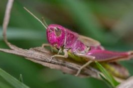 Ilmuwan Ciptakan Belalang yang Bisa Mendeteksi Bahan Peledak