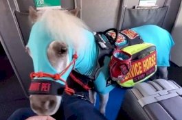 Penumpang Perempuan Ini Pesan Kursi Pesawat Kelas 1 untuk Kuda Poninya