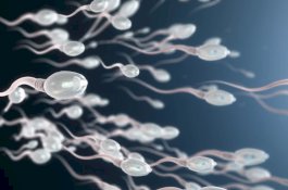 Heboh Pernyataan KPAI, Seberapa Lama Sperma Hidup di Luar Tubuh Pria?