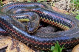 Ular Pelangi Langka Dtemukan di Hutan Florida, Pertama Dalam 50 Tahun