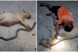 Selamatkan Pemiliknya, Anjing Hamil Tewas saat Melawan Kobra