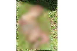 Dikira Bangkai Hewan, Warga Barru Dibuat Heboh Anjing Bawa Janin Bayi