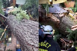 Baring-Baring di Sofa Ruang Tamu, Pria Ini Bangun saat Pohon Tumbang Menindih Panggulnya