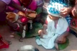 Bayi Berusia 1 Tahun Dinikahkan Dengan Anjing untuk Menangkal Nasib Buruk