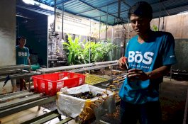 Petani Muda Bali Punya Omset Ekspor Rp100 Miliar Lewat Market Place Digital