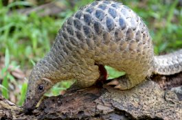 Trenggiling Bisa Jadi Sarana Perantara Virus Corona