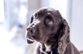 Pengobatan Kanker Otak untuk Anjing Bisa Juga Obati Tumor Otak Pada Manusia