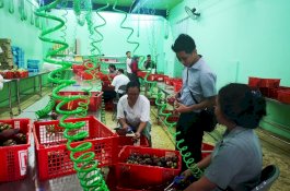 Belum Setahun, Petani Muda Ini Punya Omset Rp14 Miliar Ekspor ke 10 Negara