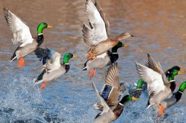 China Siapkan Bebek Jadi Pasukan Buat Cegah Wabah Belalang