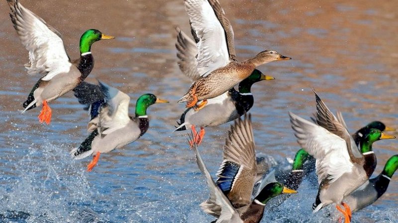 China Siapkan Bebek Jadi Pasukan Buat Cegah Wabah Belalang