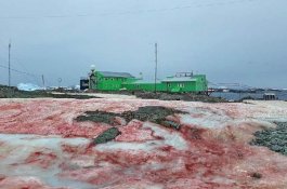 Aneh, Salju di Antartika Berwarna Merah