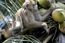 Monyet ini Bekerja Sebagai Pemetik Kelapa, Bisa Panen Lebih 1.000 Buah Sehari