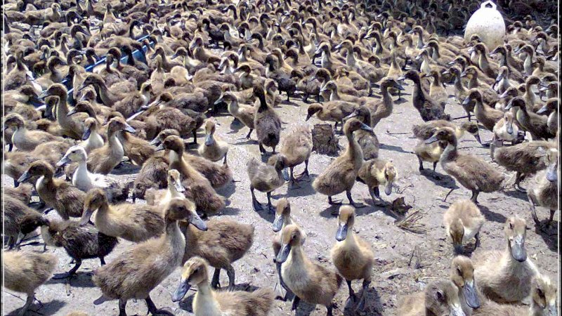 100 Ribu "Tentara" Bebek Dikerahkan untuk Lawan Hama Belalang