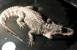 Pertama Dalam Hidupnya, Polisi Ditugaskan Keluarkan Buaya dari Rumah Warga