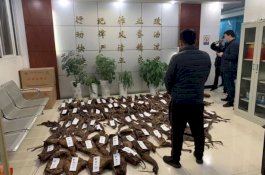 Sejak Virus Corona Merebak, Polisi China Sita 5,3 Ton Bangkai Hewan Eksotis
