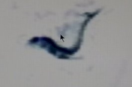 Telusuri Google Earth, Pria ini Klaim Temukan Putri Duyung di Antartika