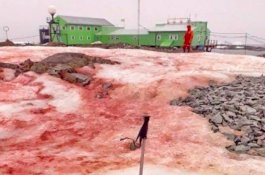 Fakta Mengerikan di Balik Terjadinya Salju Merah Antarktika