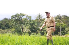 Barru Dapat Rp5,3 Miliar untuk Kembangkan Kawasan Bawang dan Cabai