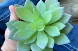 Dua Tahun Disiram dan Dirawat, Tanaman Wanita Ini Ternyata Palsu