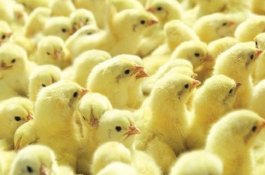 7 Juta Anak Ayam Jantan Dihancurkan Hidup-hidup Setiap Tahun di Brasil
