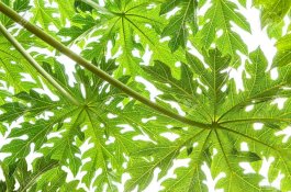 7 Manfaat Luar Biasa Daun Pepaya untuk Kesehatan
