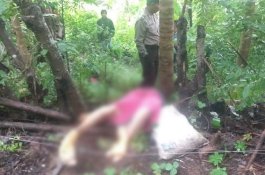 Jebakan Babi Tewaskan Nenek 80 Tahun di Barru, Besan Diperiksa Polisi