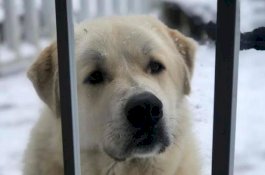 Anjing ini Dipuji Sebagai Pahlawan Karena Selamatkan Satu Keluarga dari Tornado