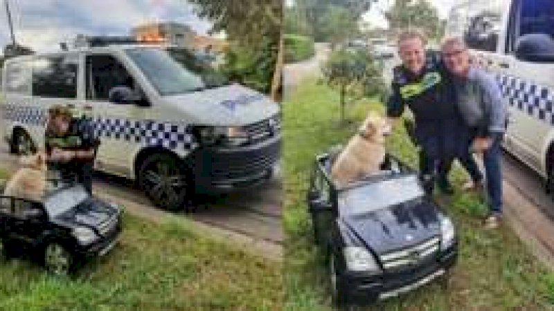 Polisi Tangkap Anjing yang Mengendarai 'Mercedes-Benz'