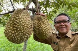 Kunjungan Kerja ke Bantaeng, Gubernur Sulsel Sempatkan Panen Durian di Kebun Miliknya