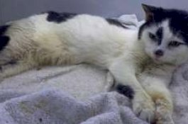 Kucing Lucu Ini Berhasil Pulang Setelah Hilang 11 Tahun Lalu