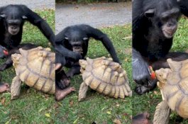 Video Simpanse Suap Kura-kura Dengan Apel Menjadi Viral