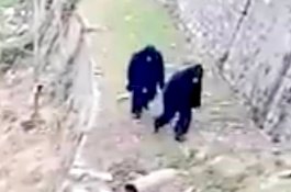 Penjaga Batas India-Tibet Pakai Kostum Beruang Hadapi Serangan Monyet Liar