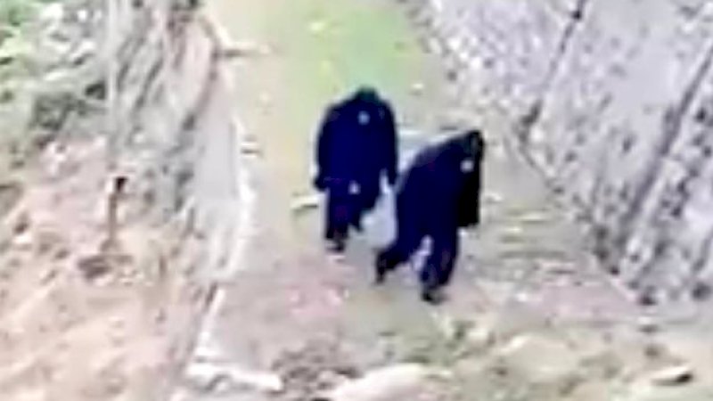 Penjaga Batas India-Tibet Pakai Kostum Beruang Hadapi Serangan Monyet Liar