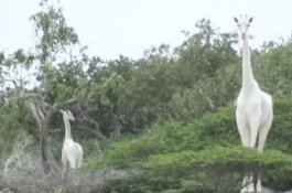 2 Jerapah Putih yang Sangat Langka Mati Dibunuh, Motif Misterius