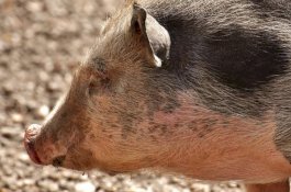 Seekor Babi Berulah Telan Pedometer, 4 Kandang di Lahan 75 Meter Persegi Terbakar