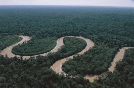 Hutan Amazon Diprediksi Hancur dalam 50 Tahun Kedepan