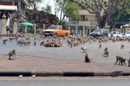 Wisatawan Kurang, Ratusan Monyet Penuhi Jalanan di Thailand