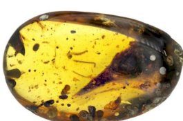 Fosil Paling Aneh, Dinosarus Terkecil Ditemukan dalam Getah Pohon Berusia 99 Juta Tahun