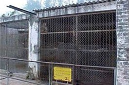 Penjara Monyet Satu-satunya di Dunia Menahan 100 Primata Kejam