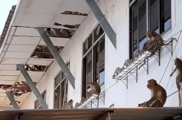 Monyet Liar 'Ambil Alih' Balai Kota di Thailand