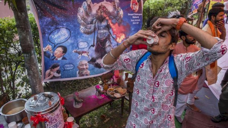 Warga India Ramai-ramai Minum Urin Sapi, Dipercaya Tangkal Virus Corona