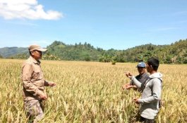 Kementan Prioritaskan Peningkatan Sapras Penyuluh Pertanian