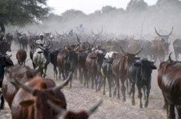 Dibayar dengan Sapi, Chad bakal Bayar Utang 100 Juta Dolar kepada Angola