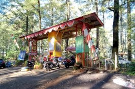 Ditutup Sementara, Begini Penampakan Tempat Wisata Hutan Pinus Malino