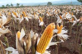 Panen Palawija Dimulai di Gunung Kidul, Mentan SYL: Petani Harus Peroleh Harga Jual Layak