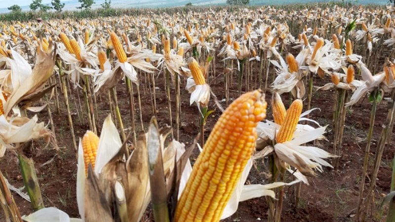 Panen Palawija Dimulai di Gunung Kidul, Mentan SYL: Petani Harus Peroleh Harga Jual Layak