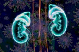 Apa Hubungan Virus Corona Dengan Penyakit Ginjal?