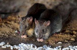 Lebih Ganas dari Covid-19, Pria China Meninggal Dalam Bus   Karena Hantavirus