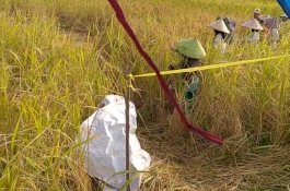 Petani di Jambi Tetap Semangat Panen Padi di Tengah Wabah Corona