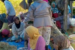 Provinsi Jambi Panen Raya Padi